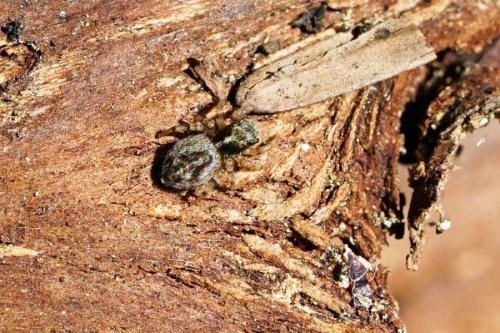 Pseudeuophrys sp.