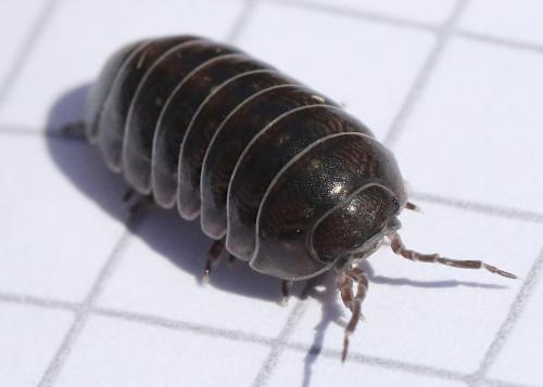 Armadillidium vulgare
