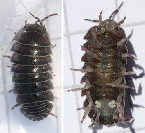 Armadillidium vulgare
