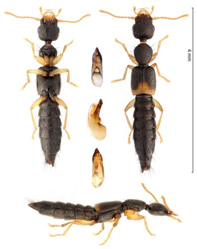 Astenus lyonessius