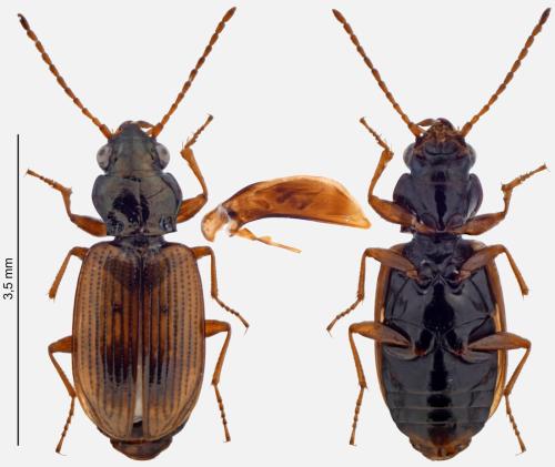 Réf. 317 269 : Bembidion ephippium