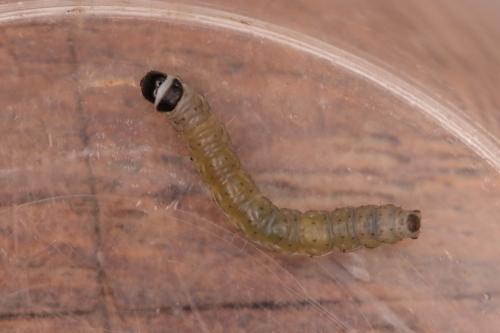 Réf. 317 812 : Archips xylosteana