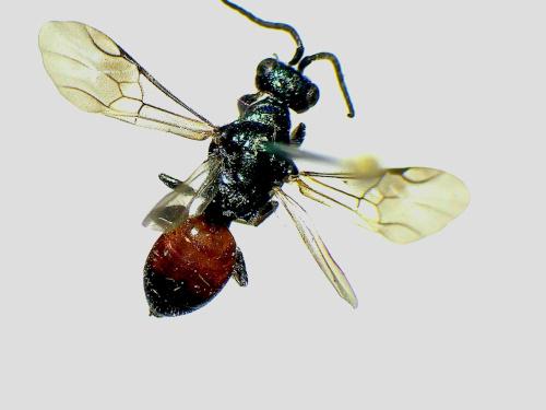 Cleptes sp.