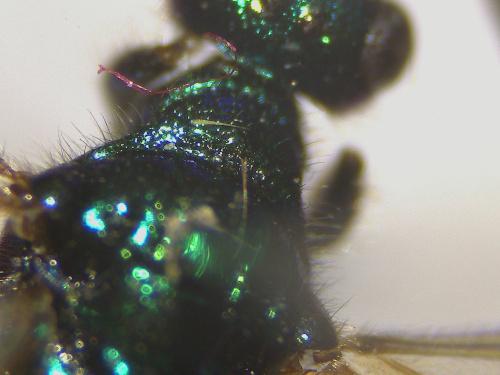 Cleptes sp.