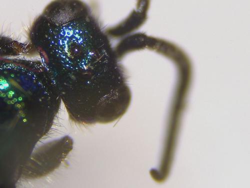 Réf. 317 688 : Cleptes sp.
