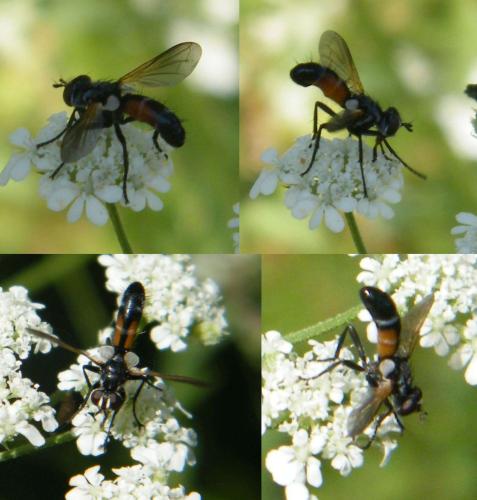 Réf. 317 620 : Cylindromyia auriceps