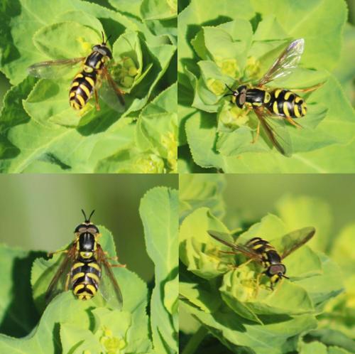 Chrysotoxum intermedium