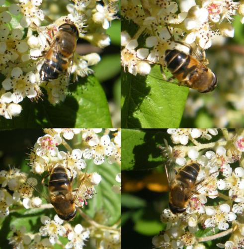 Eristalis similis