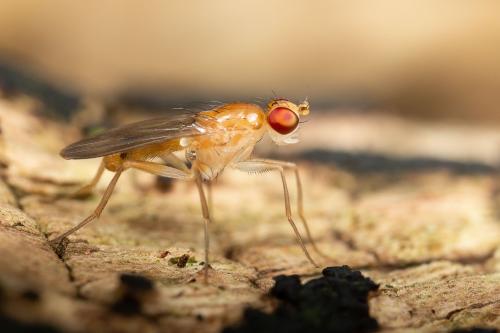 Clusia flava