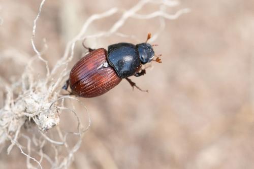 Rhodaphodius foetens