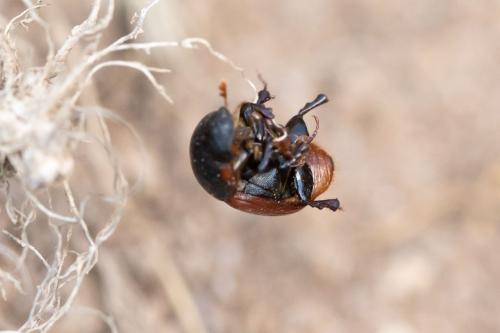 Rhodaphodius foetens
