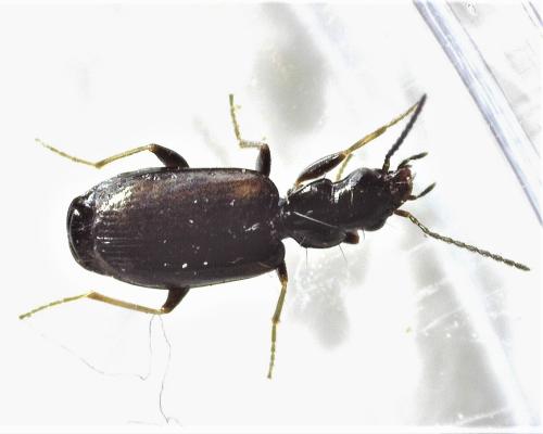 Réf. 317 104 : Syntomus obscuroguttatus