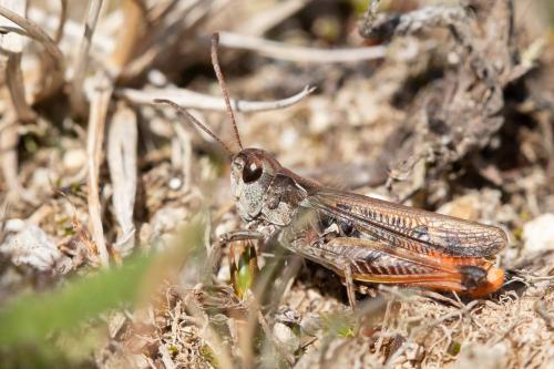 Myrmeleotettix maculatus maculatus