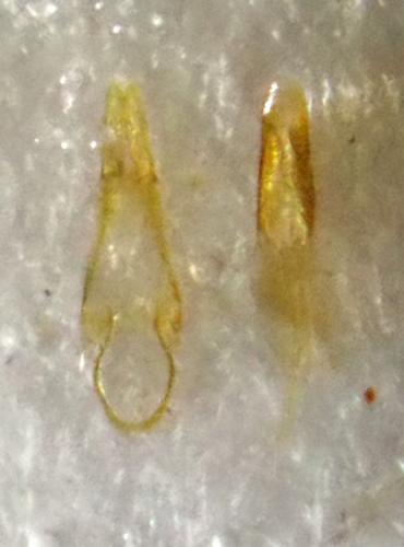 Réf. 317 722 : Cryptophilus propinquus