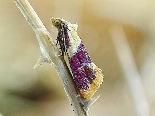 Diceratura ostrinana