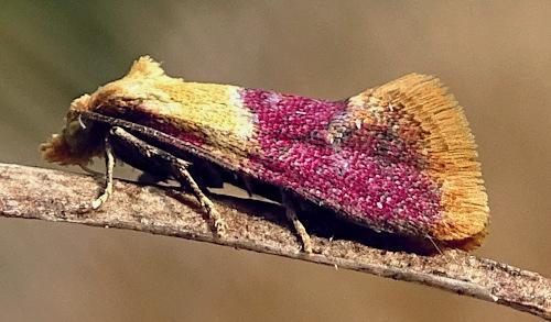Diceratura ostrinana