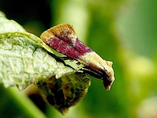 Diceratura ostrinana