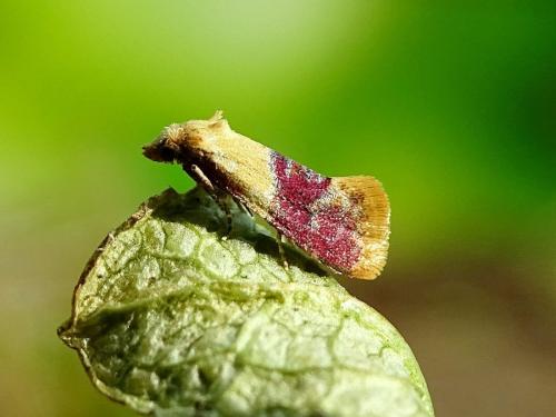 Réf. 317 092 : Diceratura ostrinana