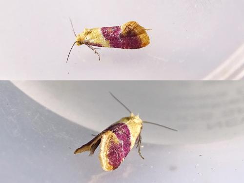 Diceratura ostrinana
