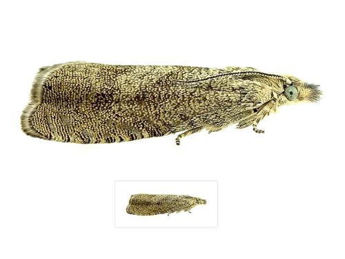 Réf. 317 300 : Dichrorampha plumbagana