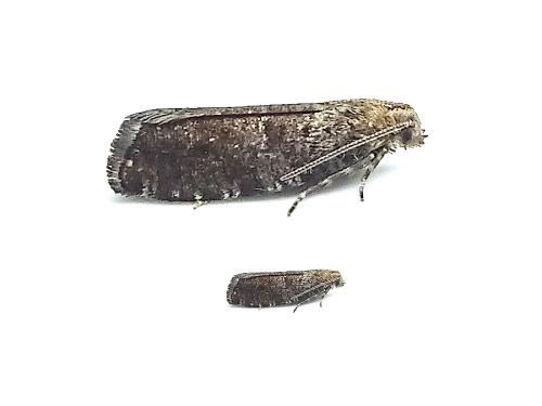 Epinotia nanana