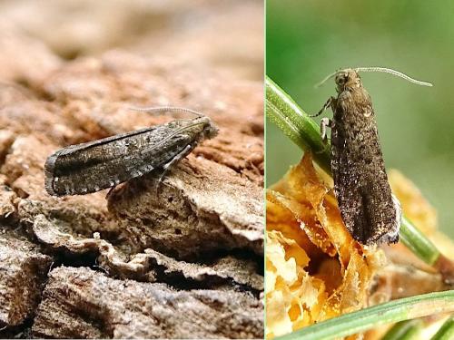 Epinotia nanana