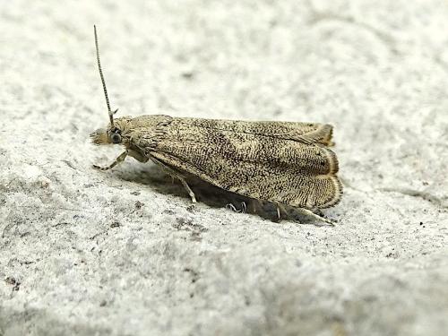 Réf. 317 304 : Dichrorampha plumbagana