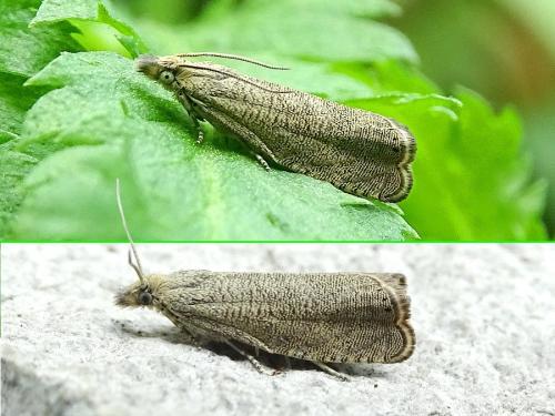 Réf. 317 305 : Dichrorampha plumbagana