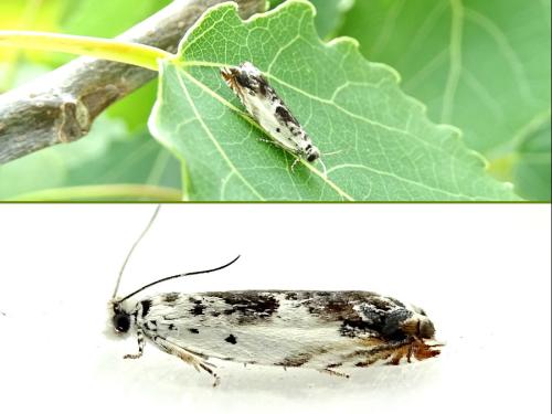 Réf. 317 708 : Ancylis laetana