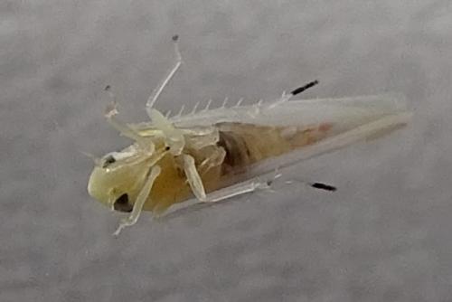 Zygina eburnea