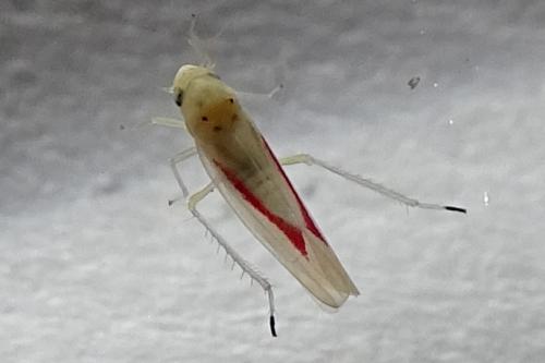Zygina eburnea