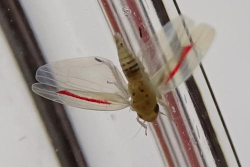 Zygina eburnea