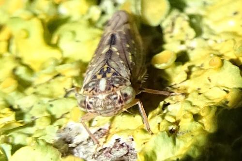 Réf. 317 163 : Idiocerus herrichii