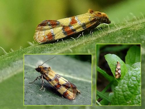 Aethes tesserana