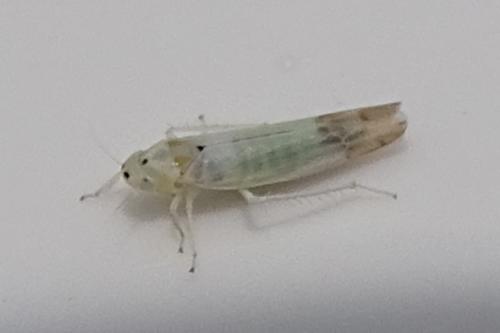 Réf. 317 443 : Ribautiana sp.