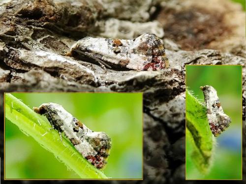 Réf. 317 710 : Cochylis hybridella