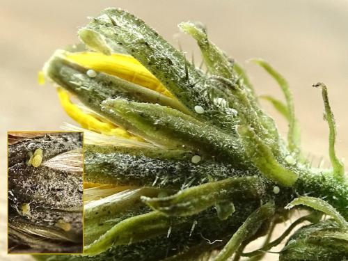 Réf. 317 709 : Cochylis hybridella