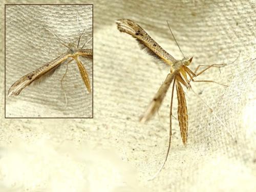 Stenoptilia sp.