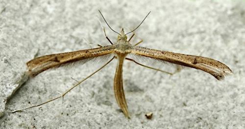 Stenoptilia sp.