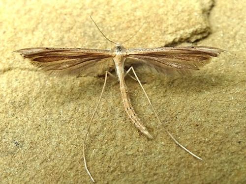 Stenoptilia sp.