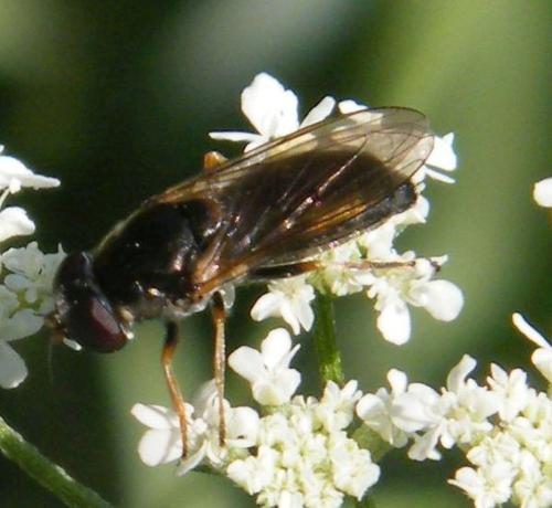 Réf. 317 632 : Cheilosia scutellata