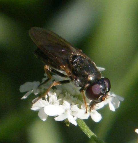 Cheilosia scutellata