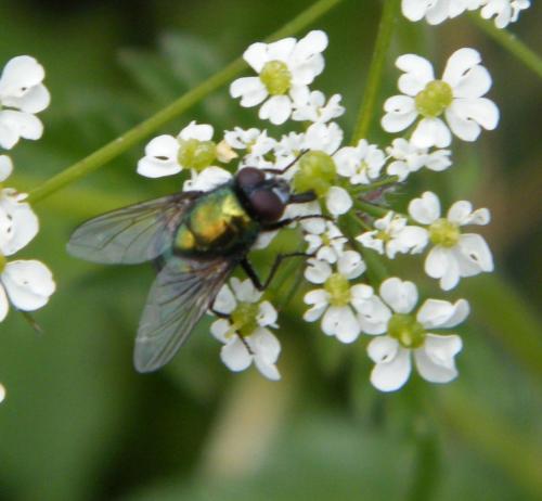 Neomyia sp.