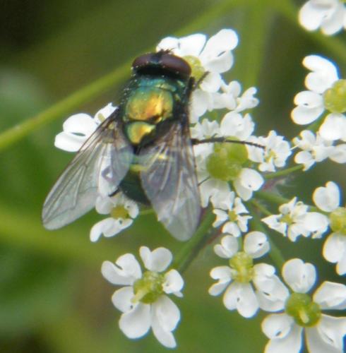 Réf. 317 676 : Neomyia sp.