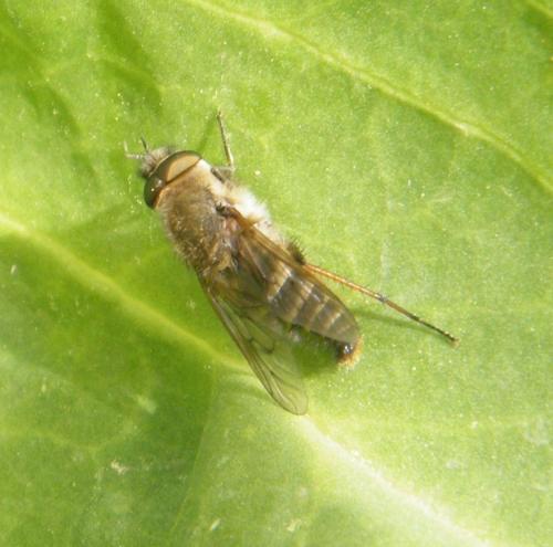 Thereva sp.