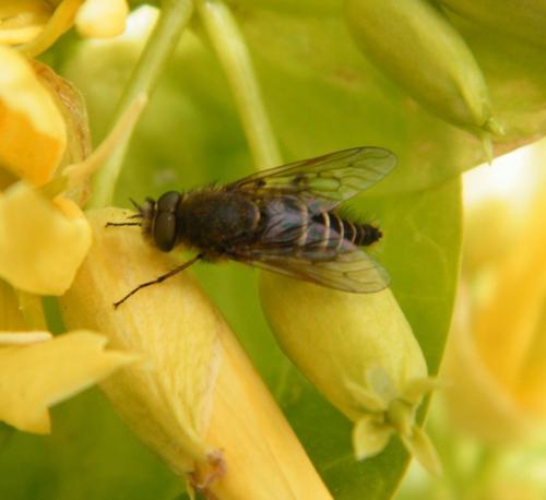 Thereva sp.