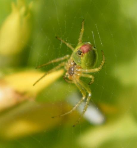 Araniella sp.