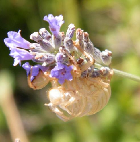 Cicada orni