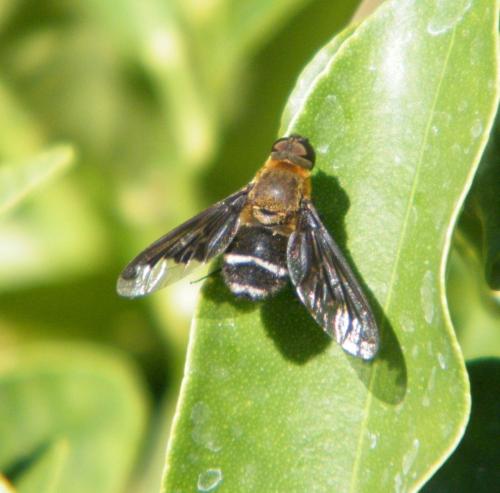 Hemipenthes velutina