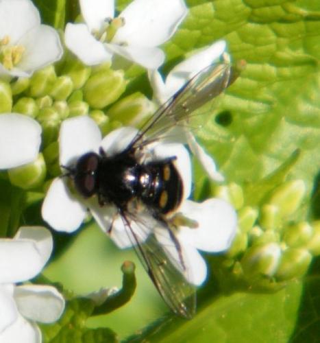 Pipiza sp.